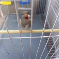 سهره‌نردورگ‌متولد‌قفس