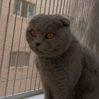 گربه اسکاتیش و بریتیش