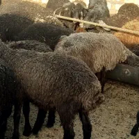 بره نر و ماده