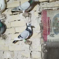 چندتا ساروابلغ فروشی