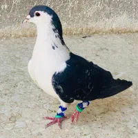کبوتر چپ و ساده