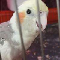 عروس هلندی گم کردم
