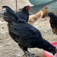 خروس ایام سمانی ریشی چهل تاج