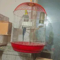 پرنده  عروس هلندی مرغ عشق فنج بشرط