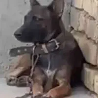 مانیلویز ماده ۷ماهه نگهبان
