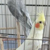 جفت عروس هلندی