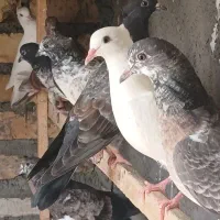 کفتر جوجه    ۴جفت   یکجا یکجا