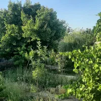 باغچه-درابعاد-مختلف-خیابان-المهدی-امیریه