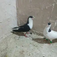 ۲تا رنگه قلدور  شهرستانی