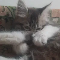 بچه گربه ی نر سه ماهه