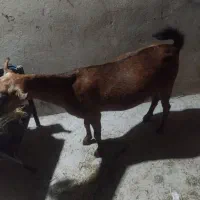 گوسفند نزار