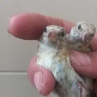 پرنده
