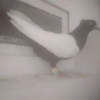 کفتر سینه سیاه نر