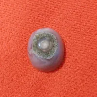باباقوری چشم  عتیقه درشت