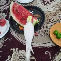 عروس هلندی سخن گو وباهوش