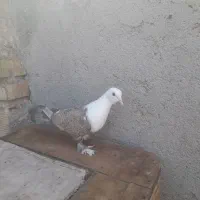 کبوتر کلاغ