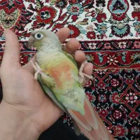 خریدار فروش پرنده