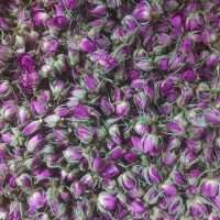 غنچه گل محمدی
