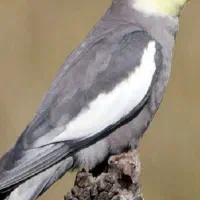 فروش عروس هلندی