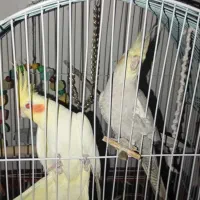 عروسک