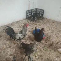فروش و معاوضه خروس جوان