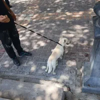 سگ اشپیز  9 ماهه