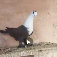 کفتر|پرنده|سبزوار, ایزی شهر|دیوار