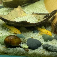 لجن خوار پوزه بطه ای سوپر رد ماربل و چندنژادگوپی