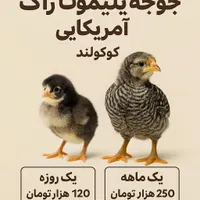 پلیموت راک آمریکایی