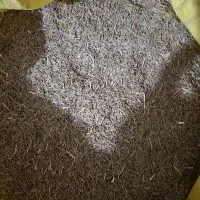 زیره سبز(کراویه)