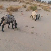 گوسفند فروشی