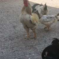 فروش خروس