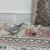 یک جفت عروس هلندی دستی سخنگو