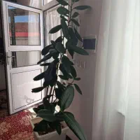 گل زیبا با برگ های شاداب