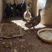 بوقلمون نر