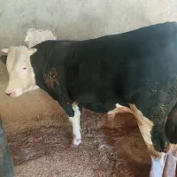 گاو نر