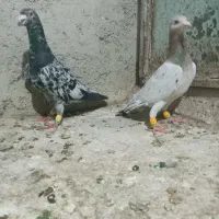 گبوتر