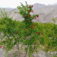 فروش باغ‌ محدوده چارطاق