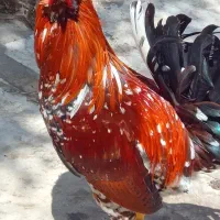 خروس گلین جوان پرخط خال