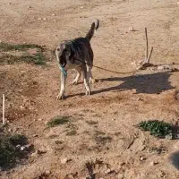 سگ پژدر 2ساله