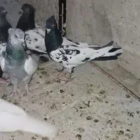 کفتر سینه