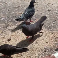 پرنده|پرنده|بند زرک, |دیوار