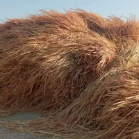 ذرت|لوازم جانبی حیوانات|هیرمند, |دیوار