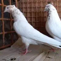 ماهرو چشم‌نوک