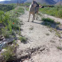 سگ ماده