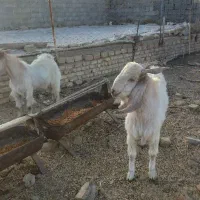 دو راس بزغاله نر گوش بلند
