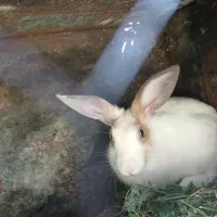 یک‌عدد‌خرگوش‌‌۴‌ماهه