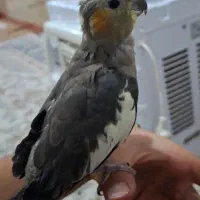 عروس هلندی