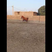 اسب دره شوری