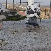 سوسکی بزک